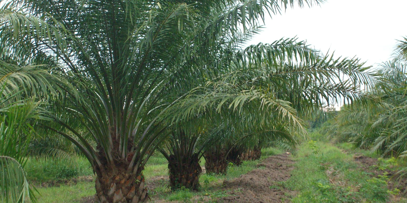 Palm farm