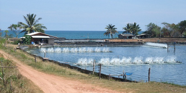 Prawn farm